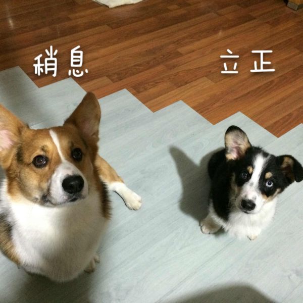 IMG_8923_meitu_1.jpg