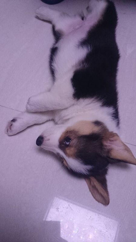 翻白眼我瞪