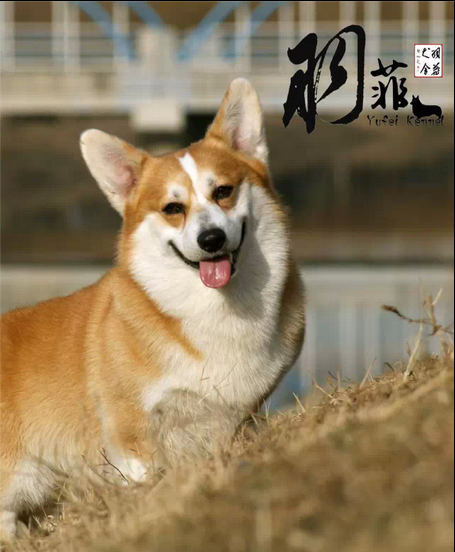 苏坡.png