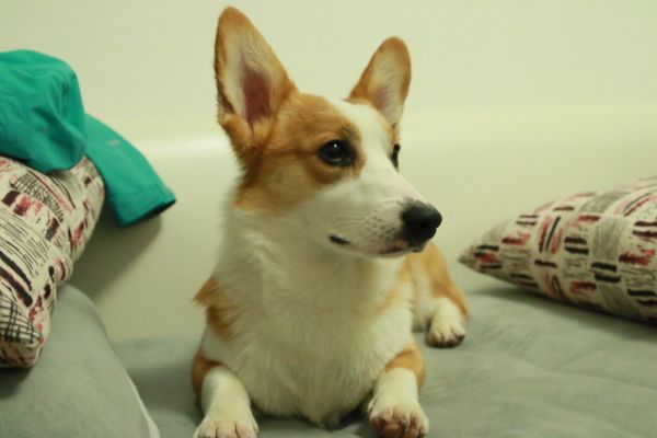 coco