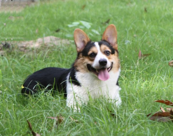 小帅哥哈利王子