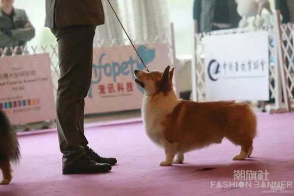 爸爸旺财.jpg