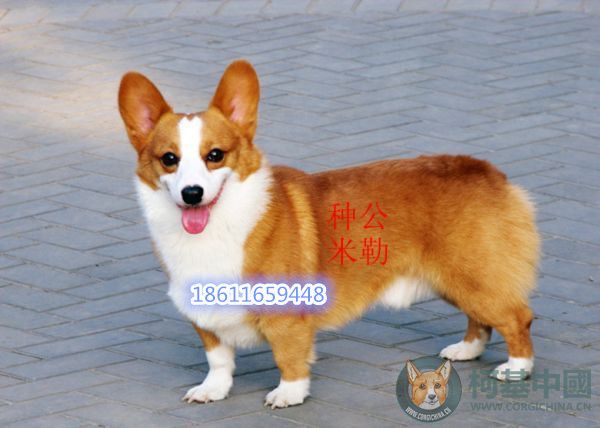 种公米勒