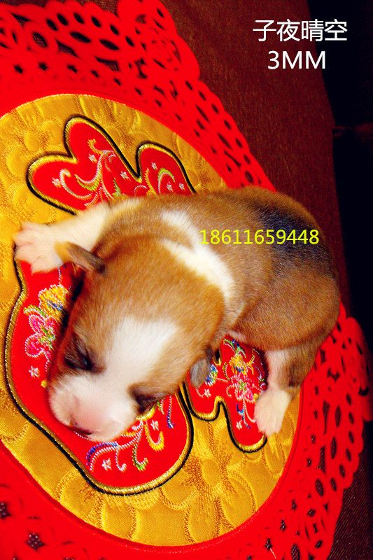 3MM