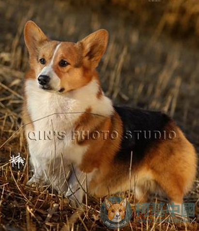 登陆冠军神奇小子