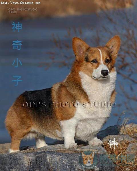 神奇小子