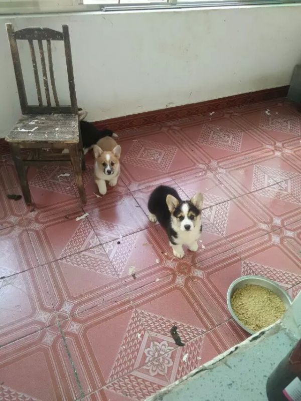 旺柯和旺来.jpg