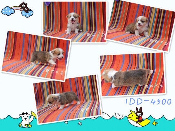 1DD