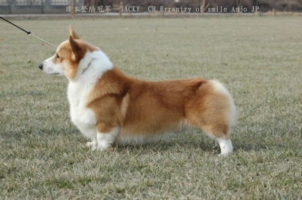 外公
