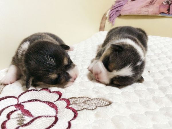 幼犬IMG_3122.jpg