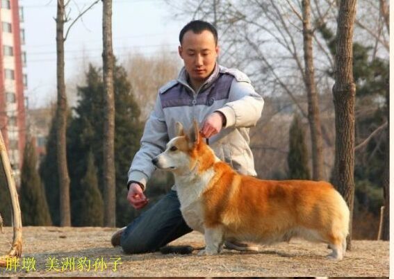 美洲豹孙子