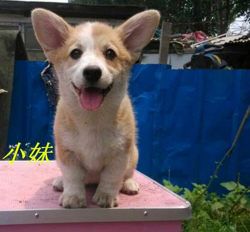 小妹