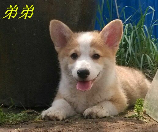 弟弟