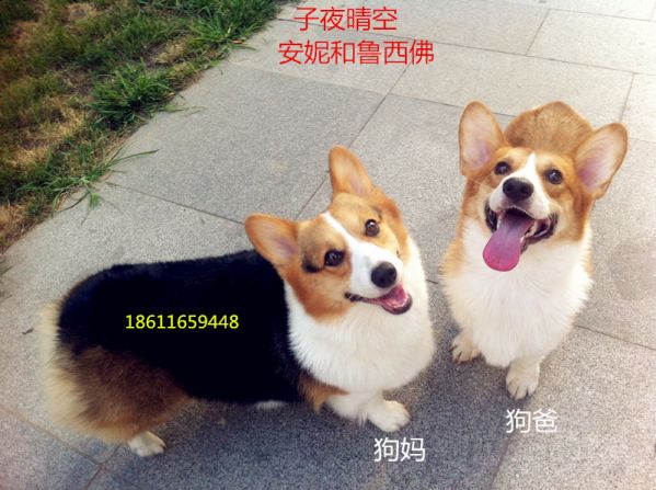 合影