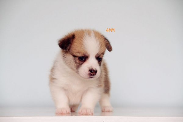 4mm2.jpg
