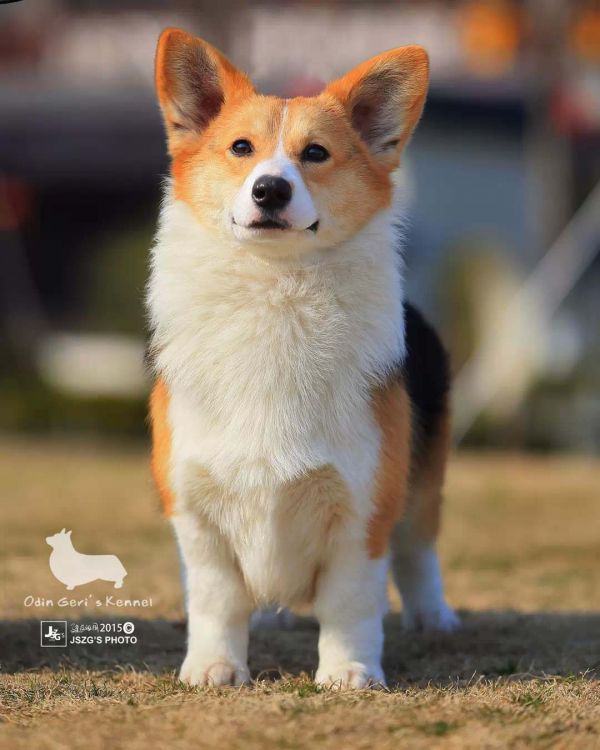 IMG_8540 - 副本.JPG