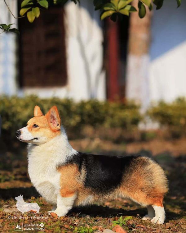 IMG_8541 - 副本.JPG