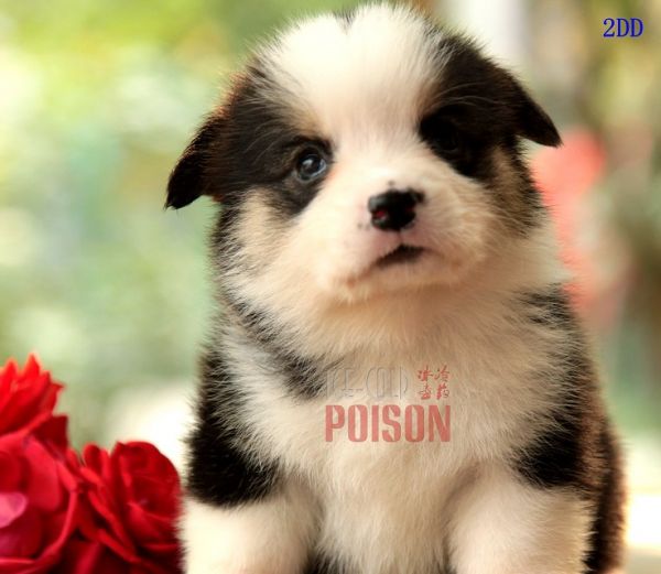 psb (1).jpg