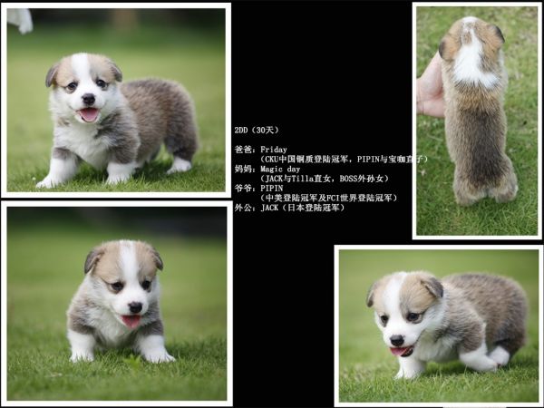 2DD合成_副本.jpg