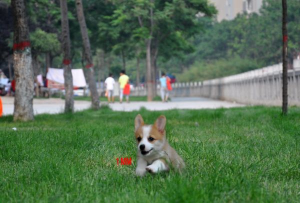 DSC_1395_副本.jpg