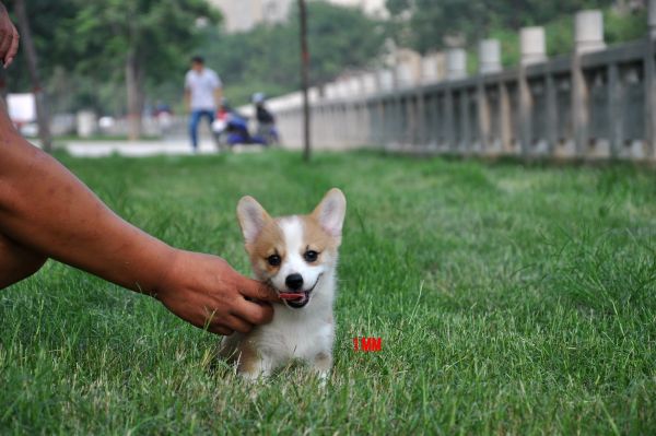 DSC_1426_副本.jpg