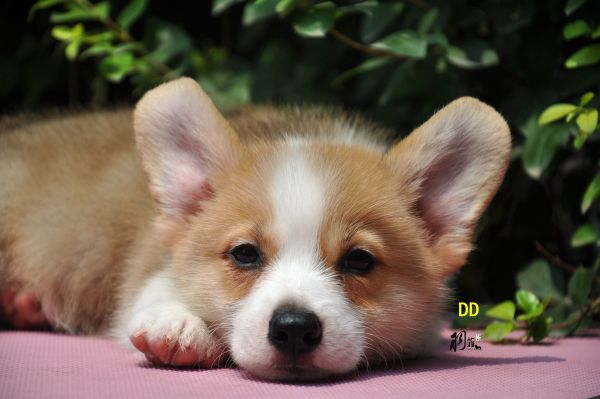 DSC_1220_副本.jpg