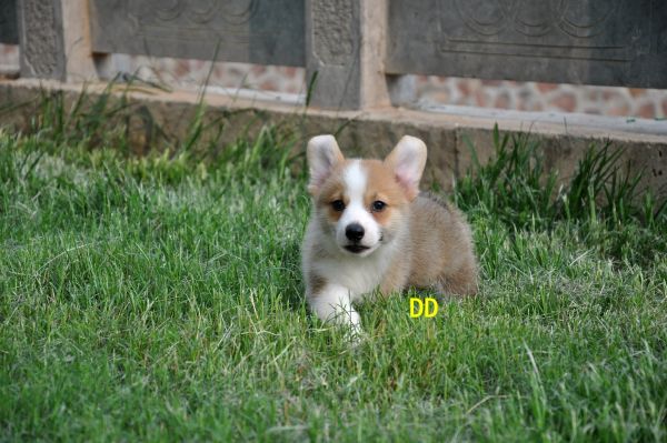 DSC_1412_副本.jpg