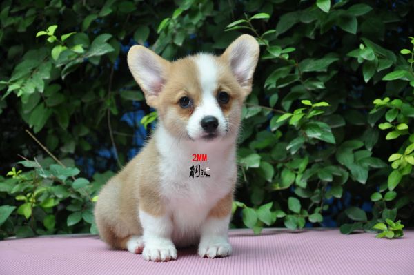 DSC_1237_副本.jpg