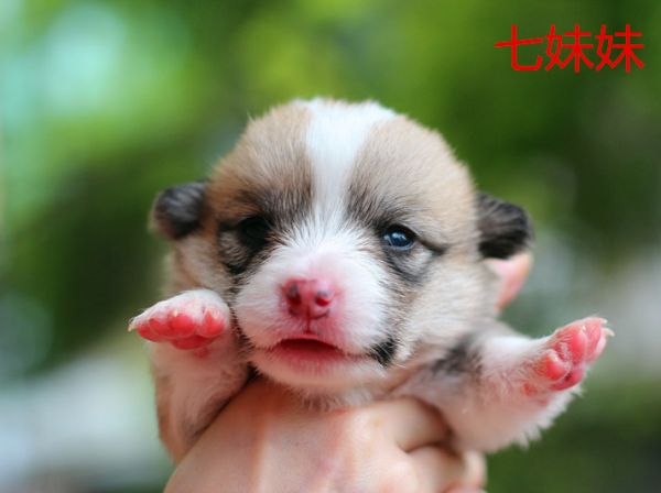 七妹妹