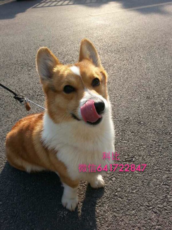 科比002.JPG