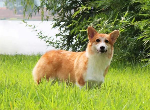 十三周