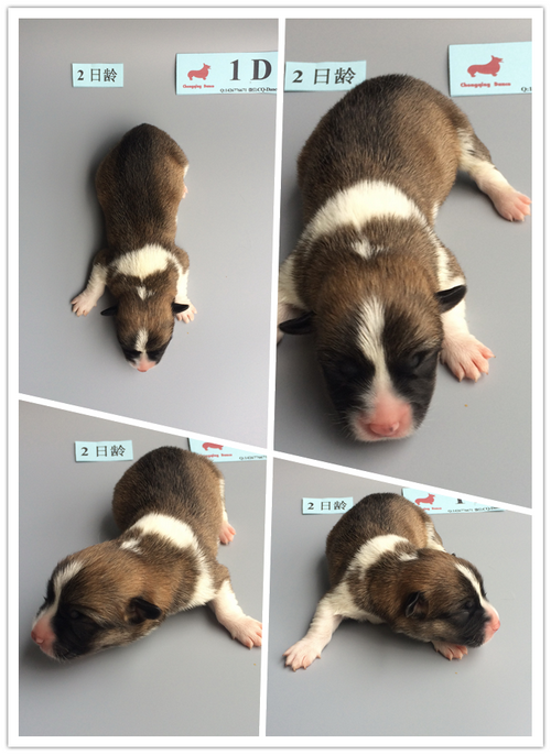 1D-2日龄.png