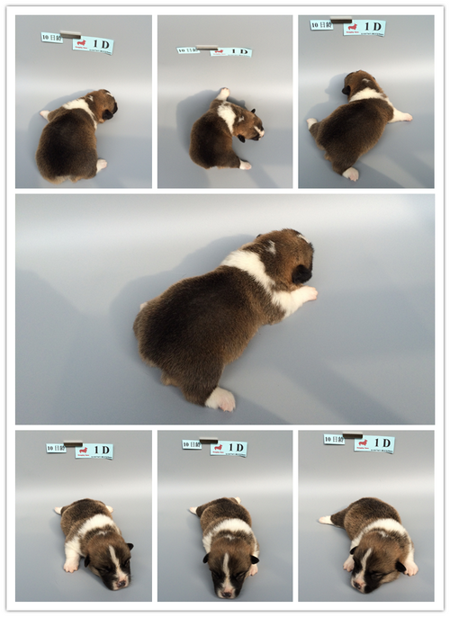 1D-10日龄.png