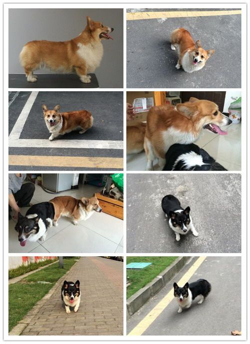 1D-配种图.jpg