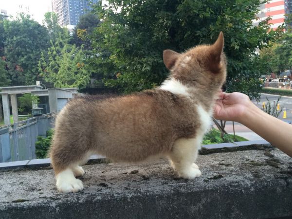 DU&amp;MOYE2015 60日龄 1D-2.jpg