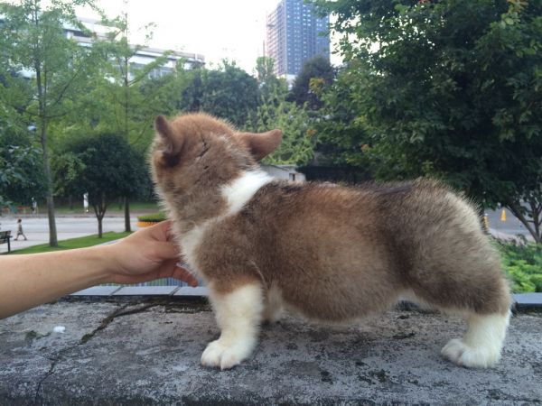 DU&amp;MOYE2015 60日龄 1D-9.jpg