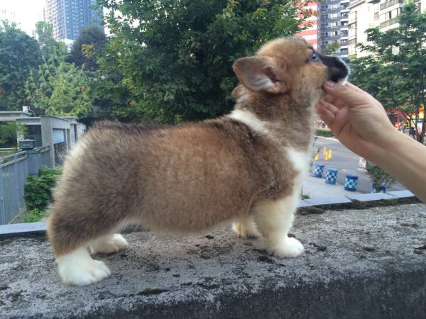 DU&amp;MOYE2015 60日龄 1D-10.jpg