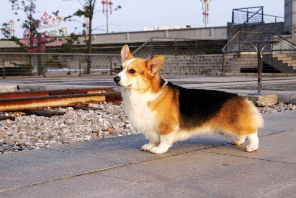 种公潇洒—兰道直子