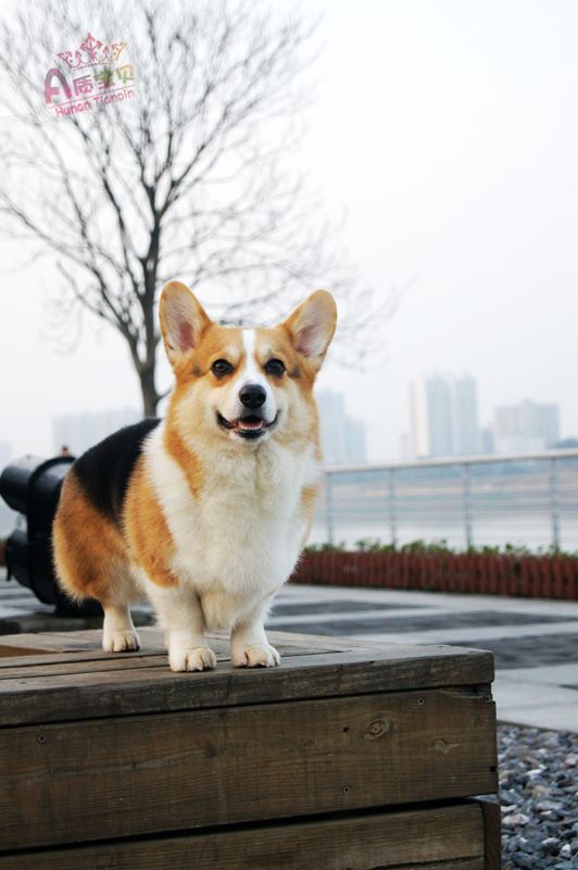 种公潇洒—兰道直子