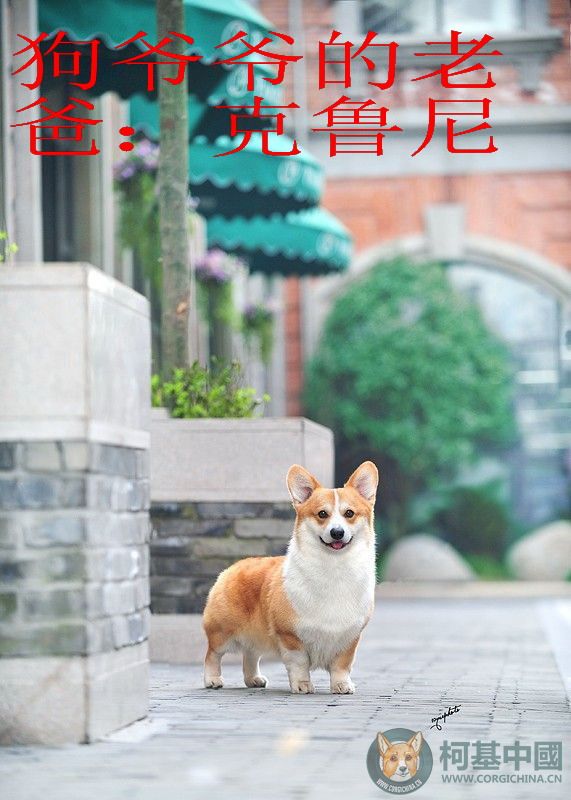 狗爷爷的老爸.jpg