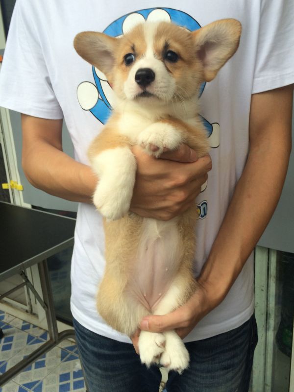 PEINI&amp;William 2015 50日龄 5M-8.jpg