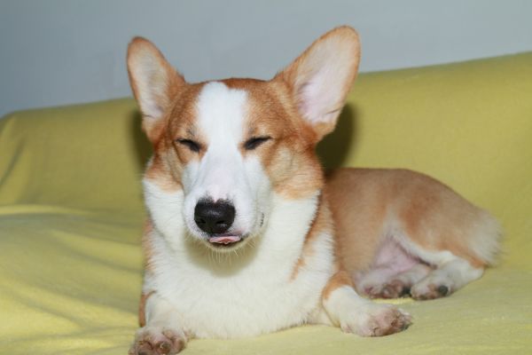 眯会儿