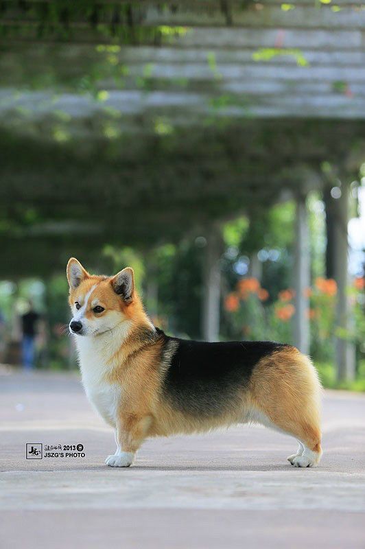 林肯2.jpg