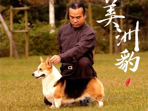 美洲豹.jpg