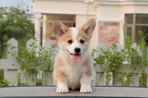 嘉家的Fonous和Caissi的宝宝