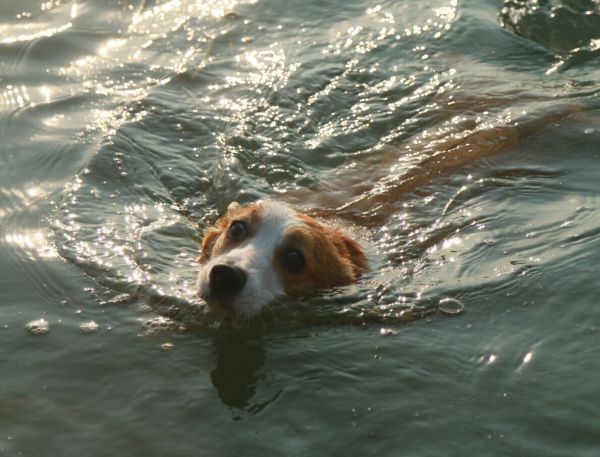水老鼠