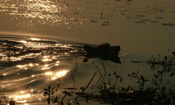 水老鼠