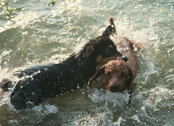 泰勒哥哥我来救你
