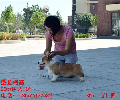 DSC_3394_副本_副本.jpg
