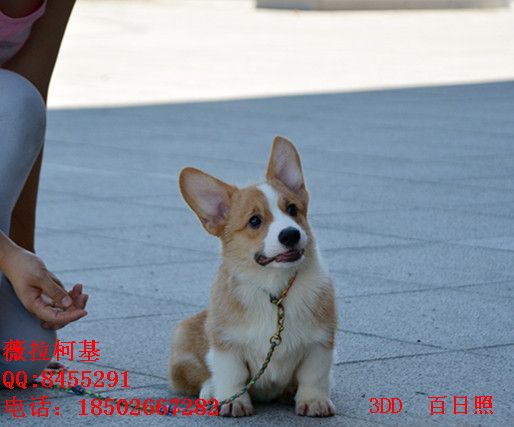 DSC_3408_副本_副本.jpg
